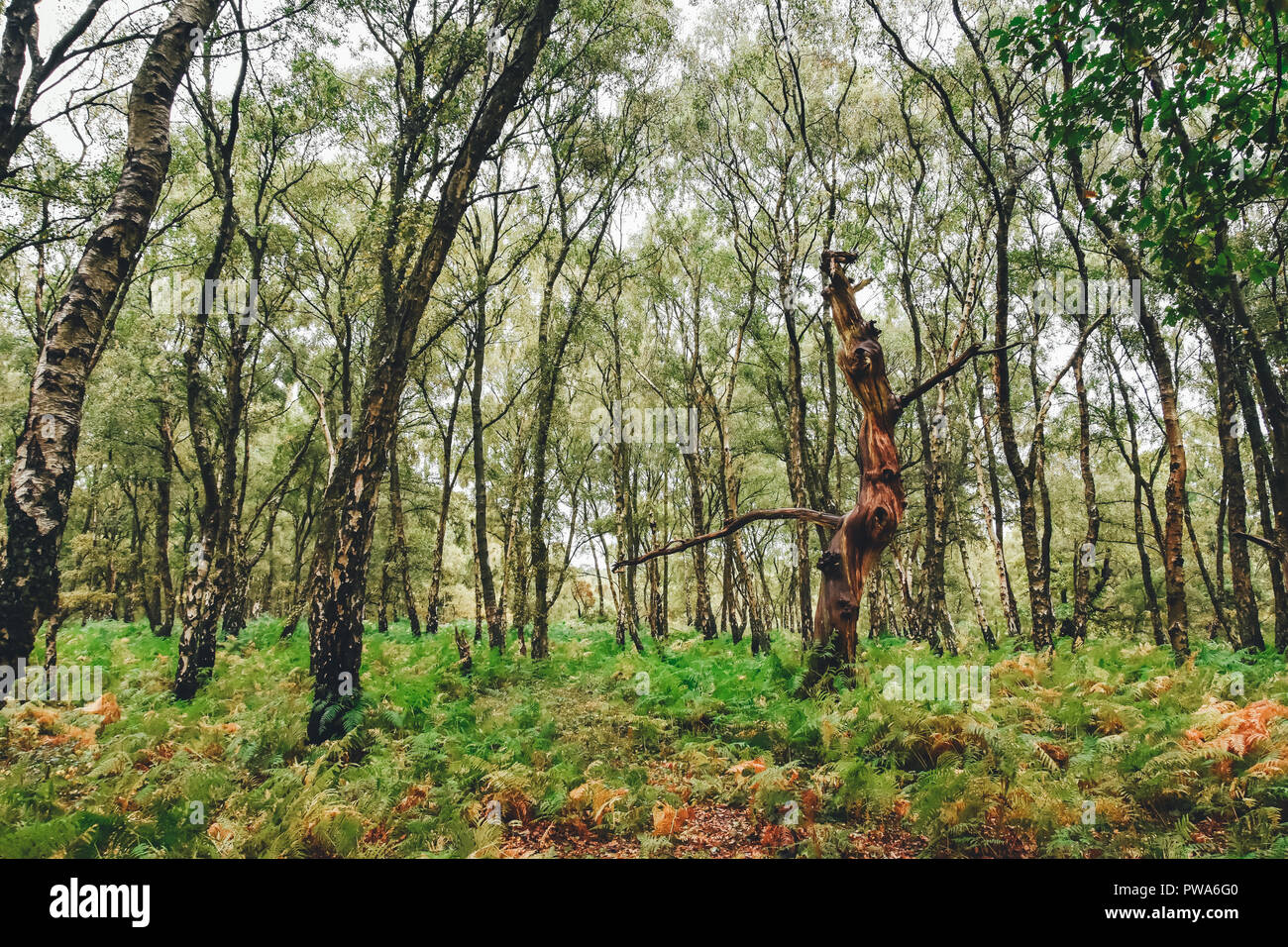 Cannock chase oak hires stock photography and images Alamy