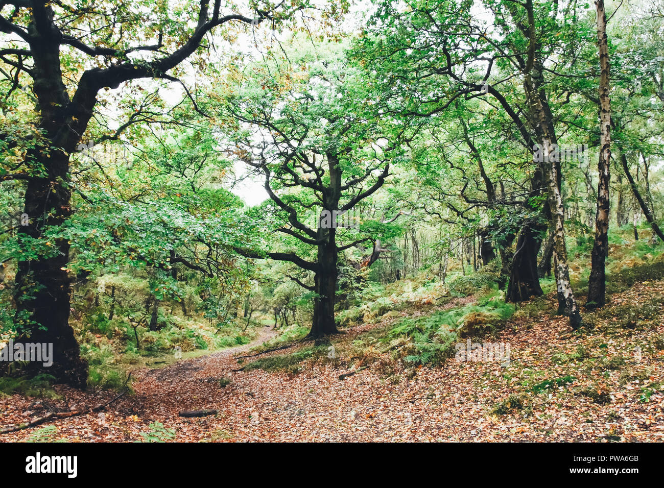 Cannock Chase ancient old oak trees found near Brocton, Staffordshire