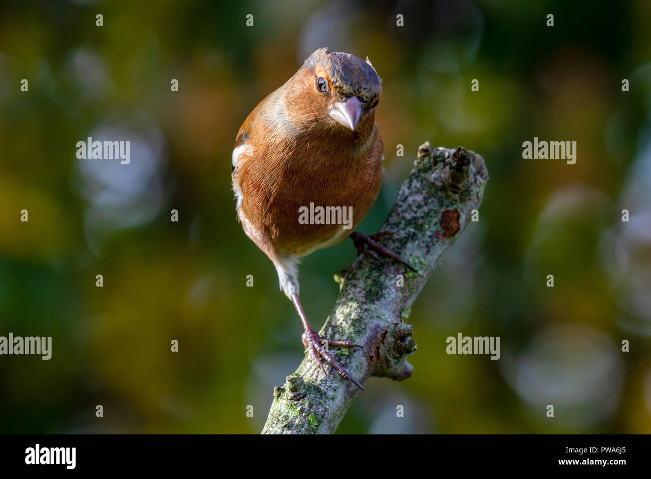European Chaffinch (Fringilla coelebs) perched on branch looking at camera with autumn background, United Kingdom Stock Photo