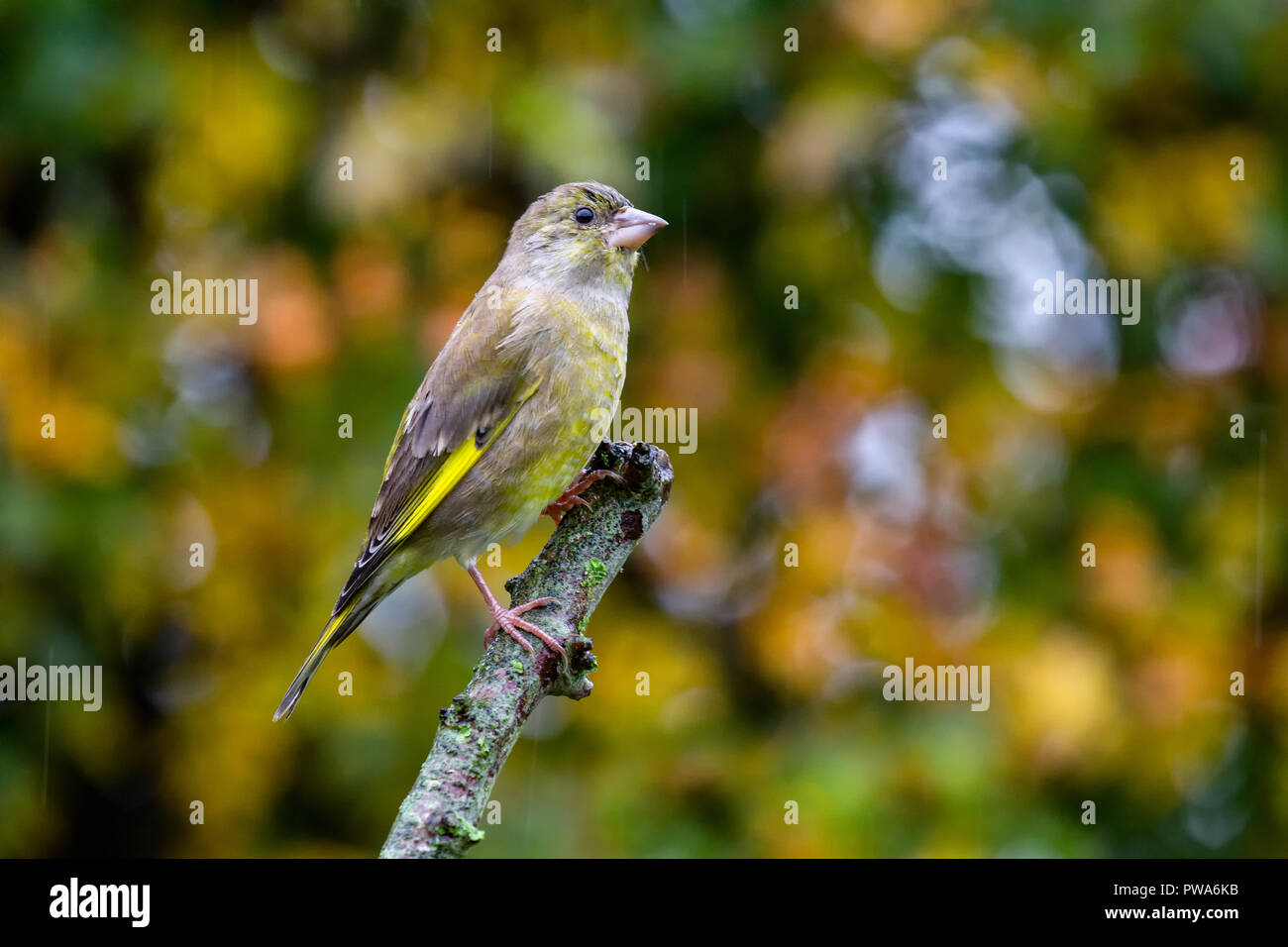 European Greenfinch (Carduelis chloris) perched with beautiful autumn background, United Kingdom Stock Photo