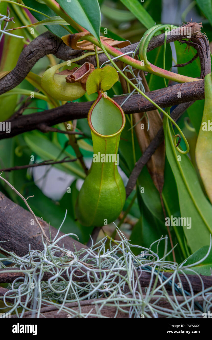 Insect consuming Pitcher Plant. Stock Photo