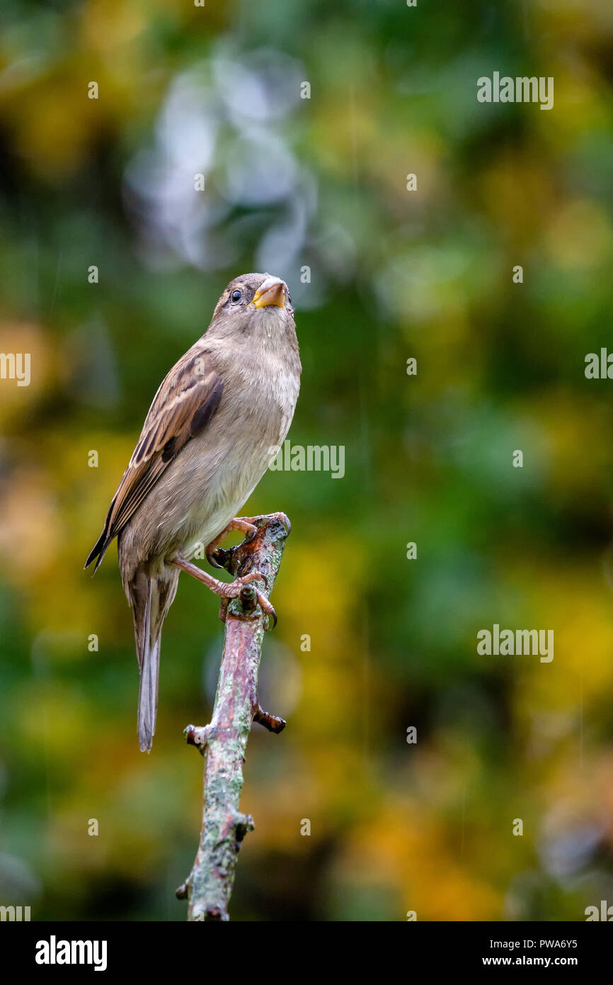 European House Sparrow (Passer domesticus) perched on branch with autumnal background, United Kingdom Stock Photo
