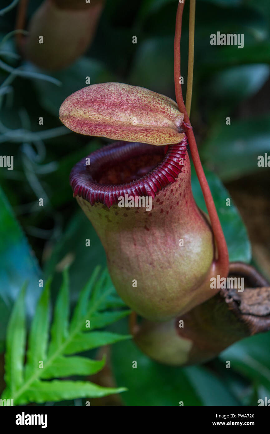Insect consuming Pitcher Plant. Stock Photo