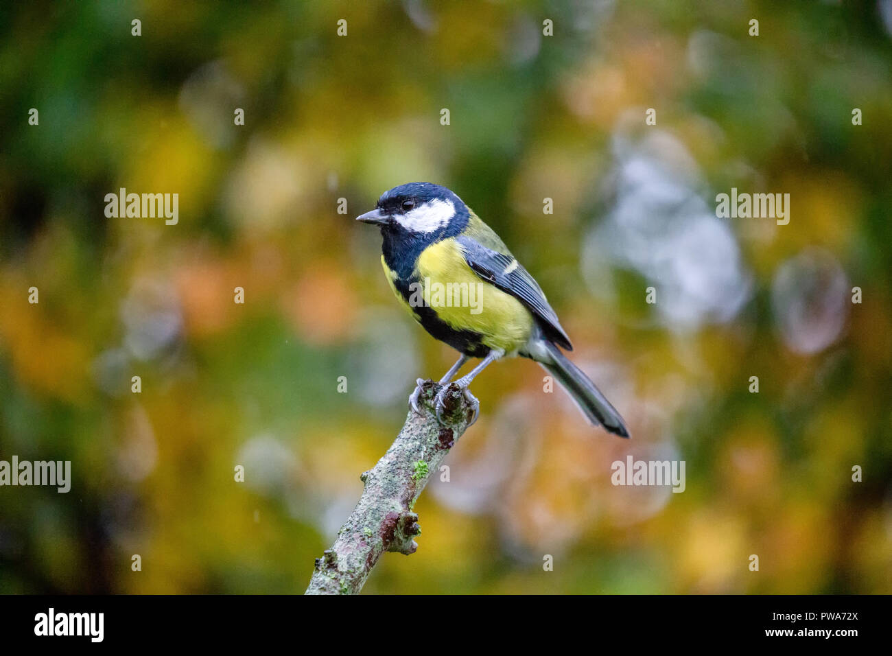 European Great Tit (Parus Major) perched on branch with autumn background, United Kingdom Stock Photo