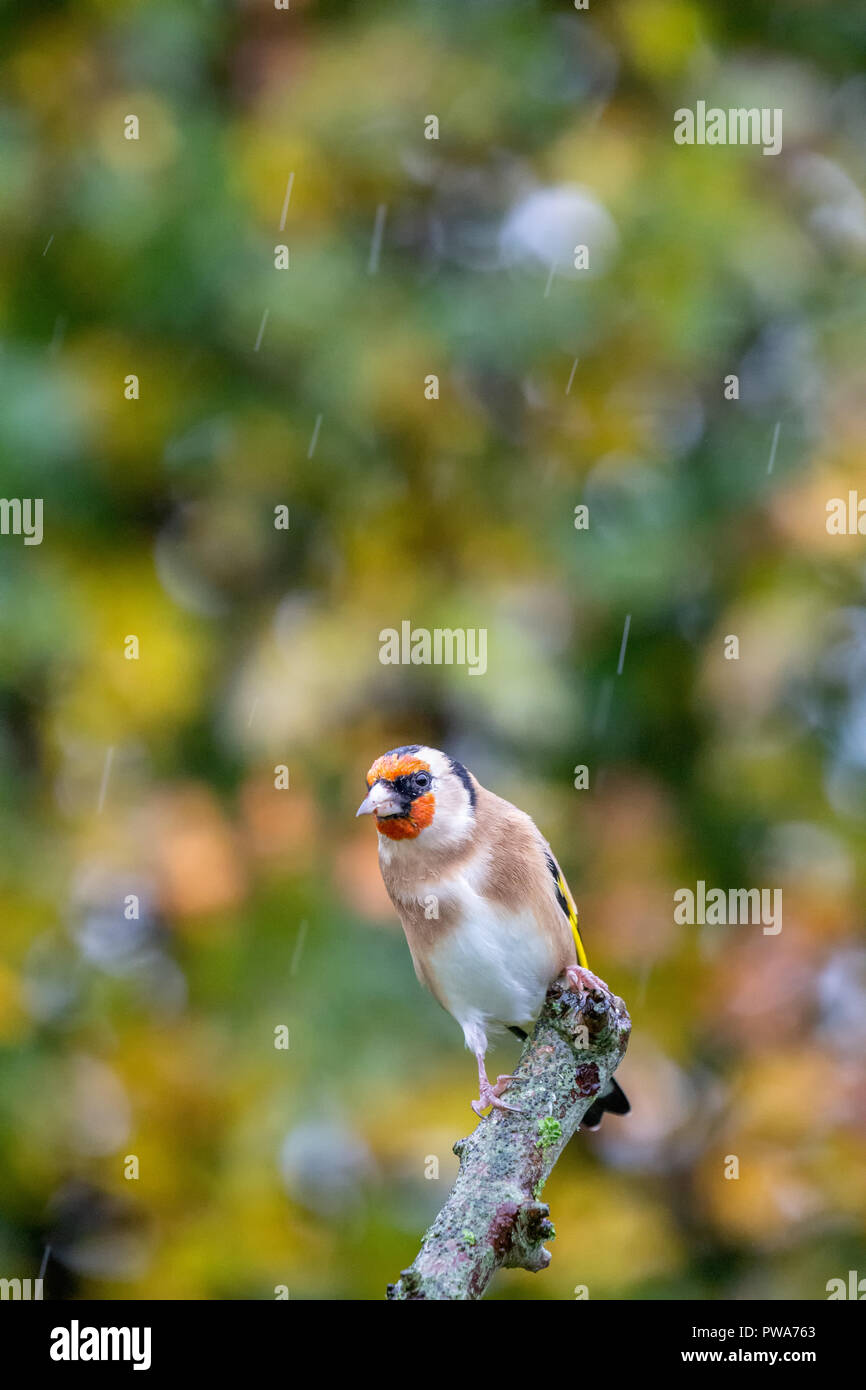European Goldfinch (Carduelis carduelis) perched on branch with autumn background, United Kingdom Stock Photo