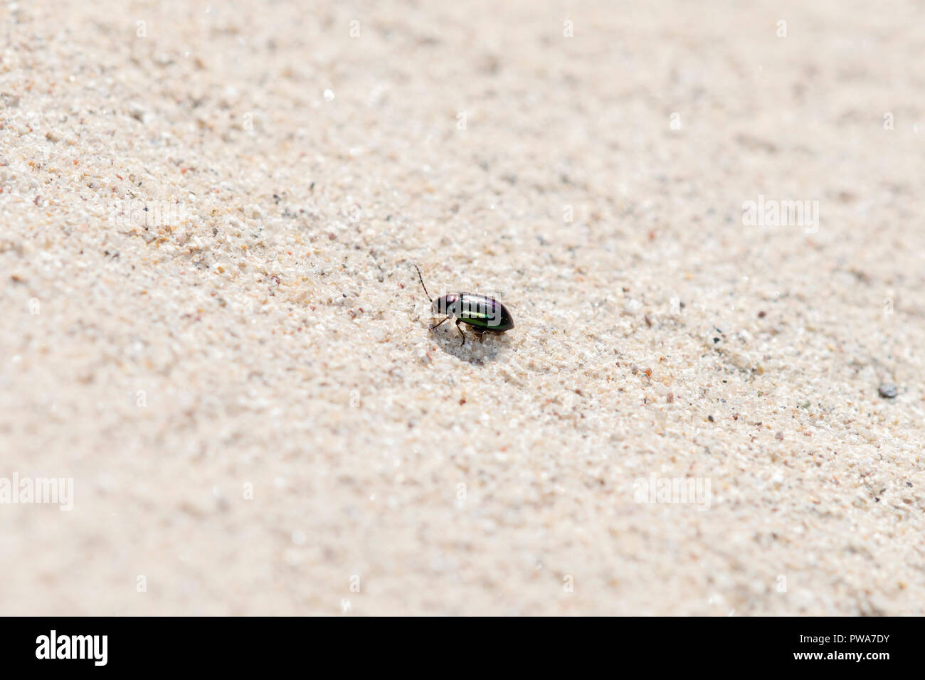 Metallic Purple and Green Flea Beetle (Altica sp.) Crawling on Sandstone on the Eastern Plains of Colorado Stock Photo