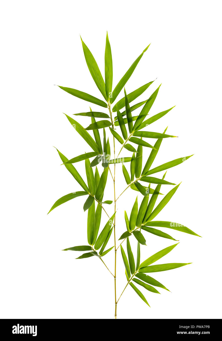 Bamboo Leaf Cut Out Stock Images Pictures Alamy