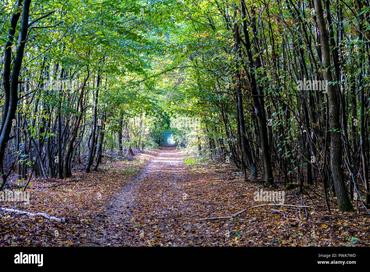 Sunlight france forest hi-res stock photography and images - Alamy