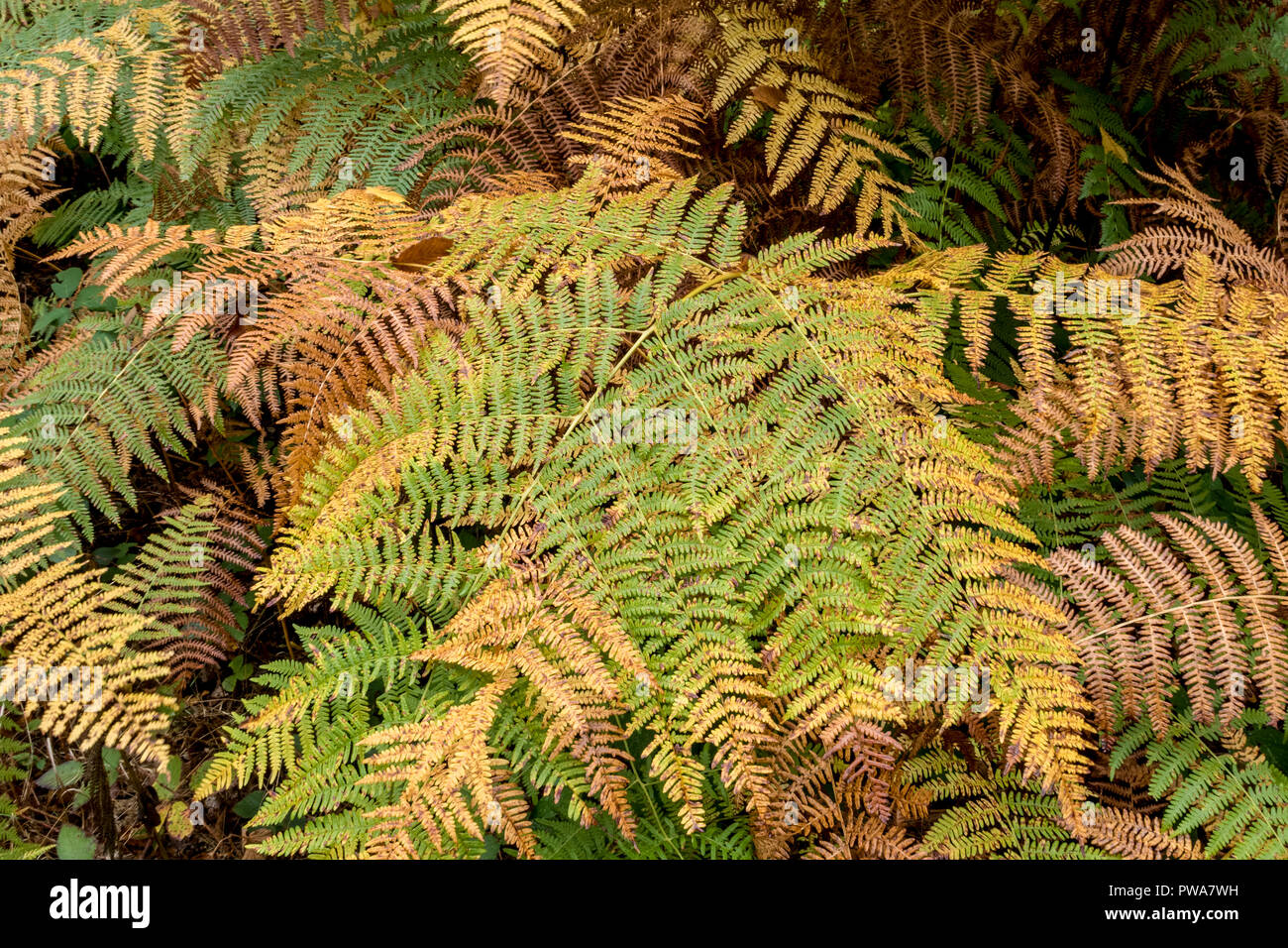 Closeup of colorful ferns in autumn Stock Photo