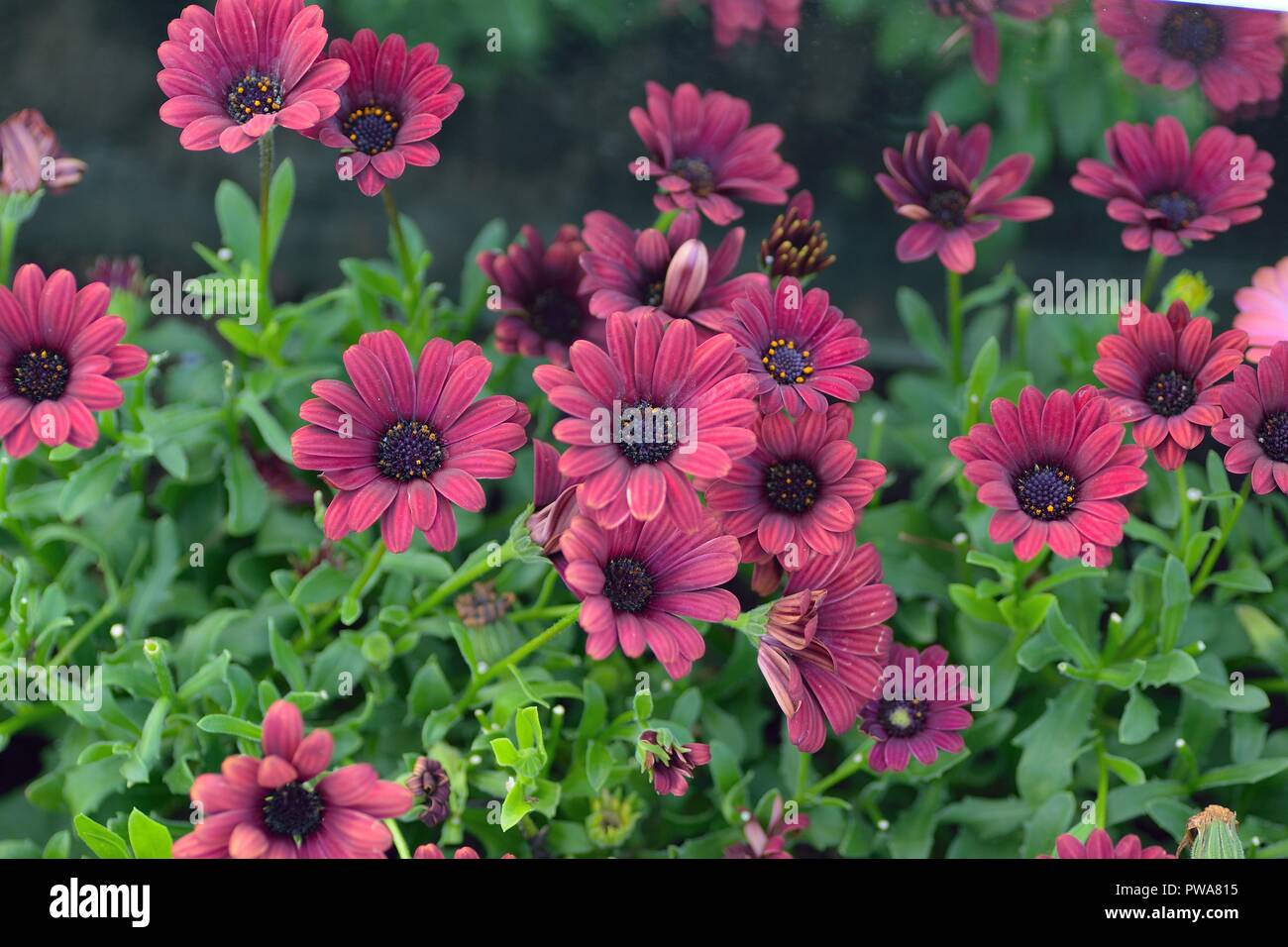 Macro details of colorful Daisy flower Stock Photo - Alamy