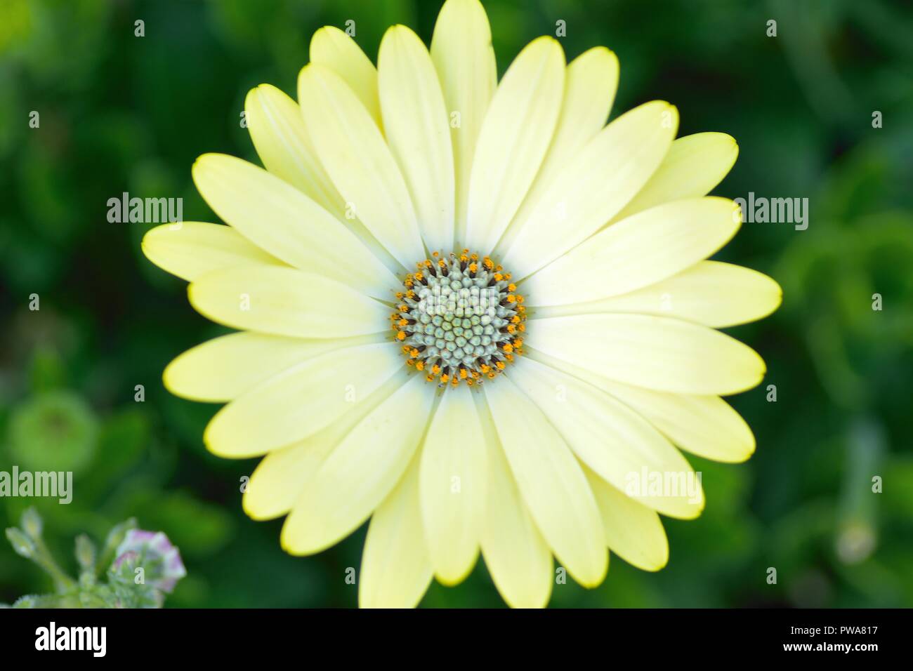 Macro details of yellow Daisy flowers in spring garden Stock Photo