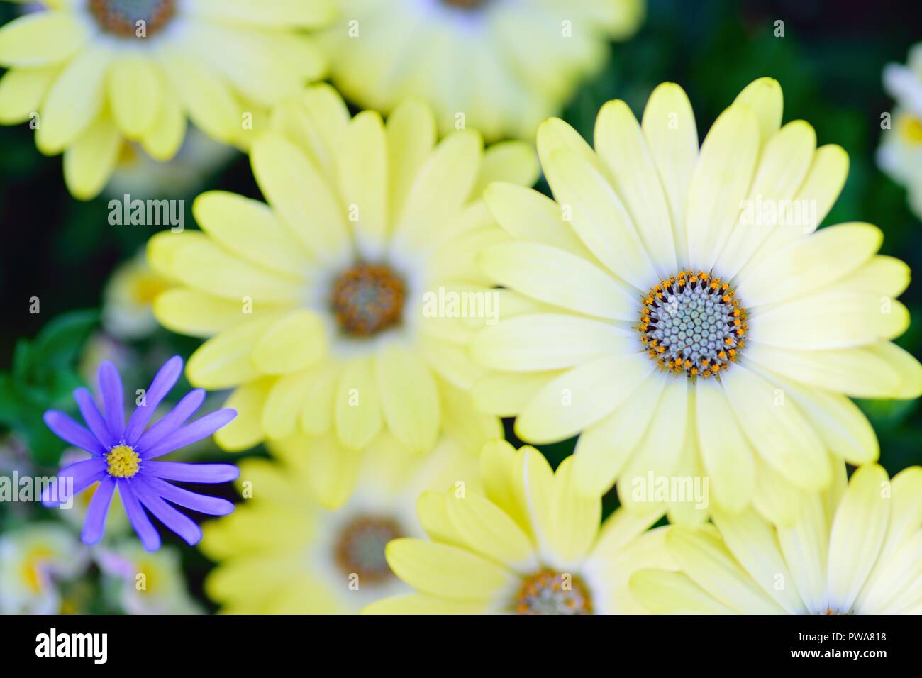 Macro details of yellow Daisy flowers in spring garden Stock Photo