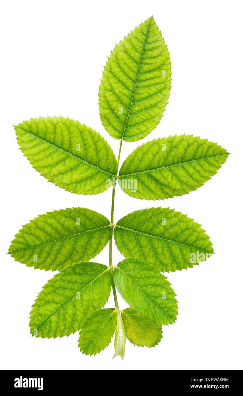 green leaf of rose is isolated on white background, close up Stock Photo