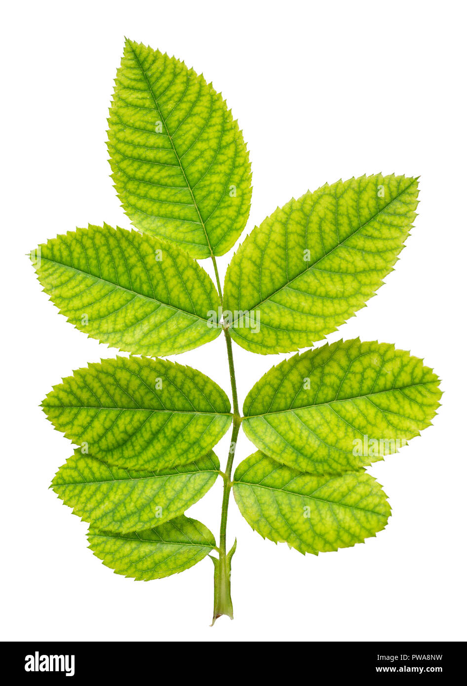 green leaf with veins of rose is isolated on white background, close up Stock Photo