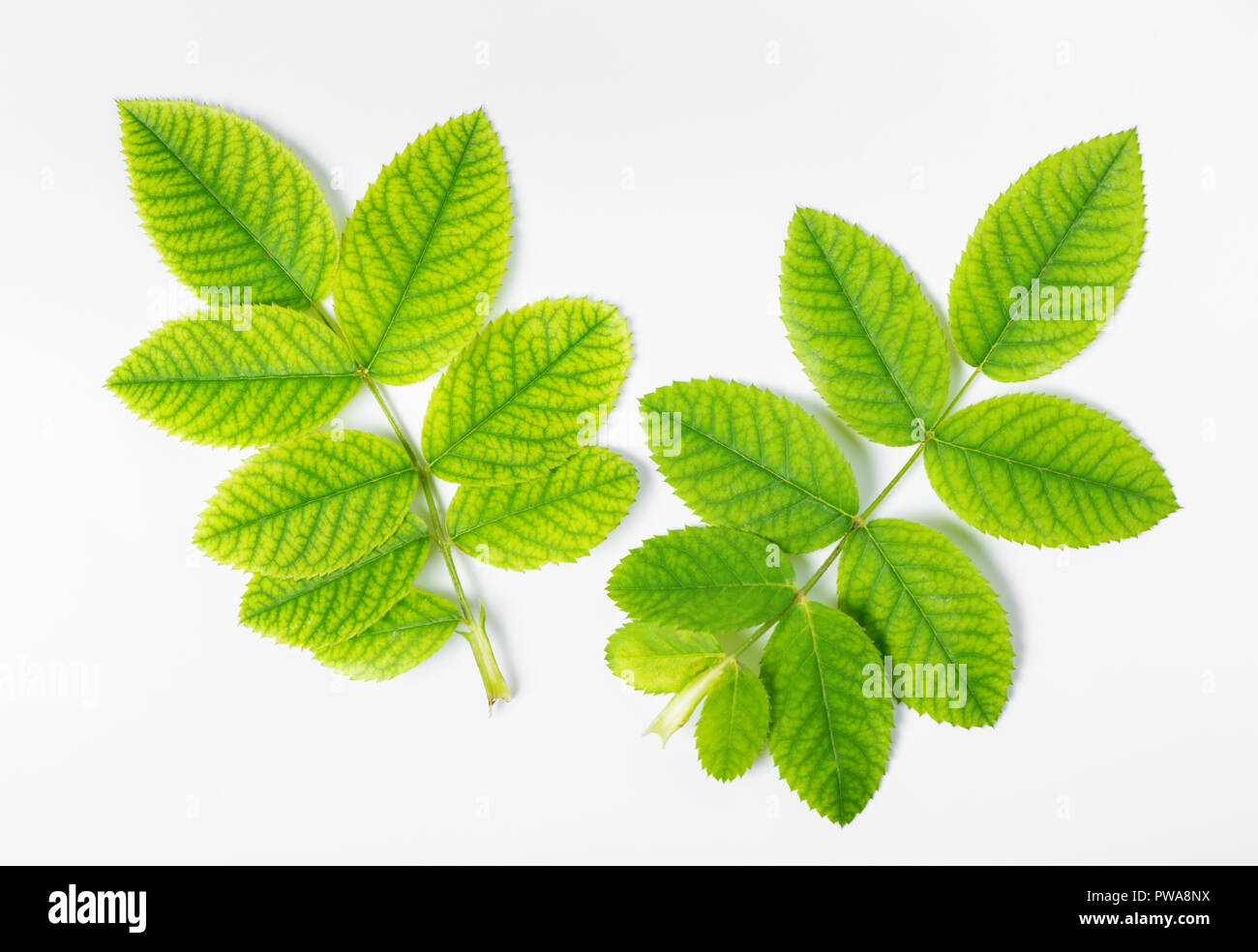 flat lay of green leaf with veins of rose on white background Stock Photo