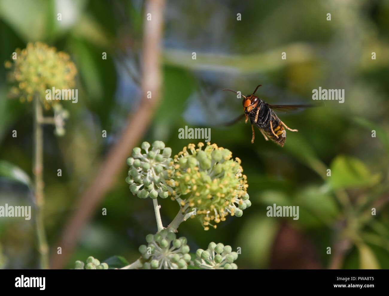 Asian wasp in flight among ivy flowers Stock Photo
