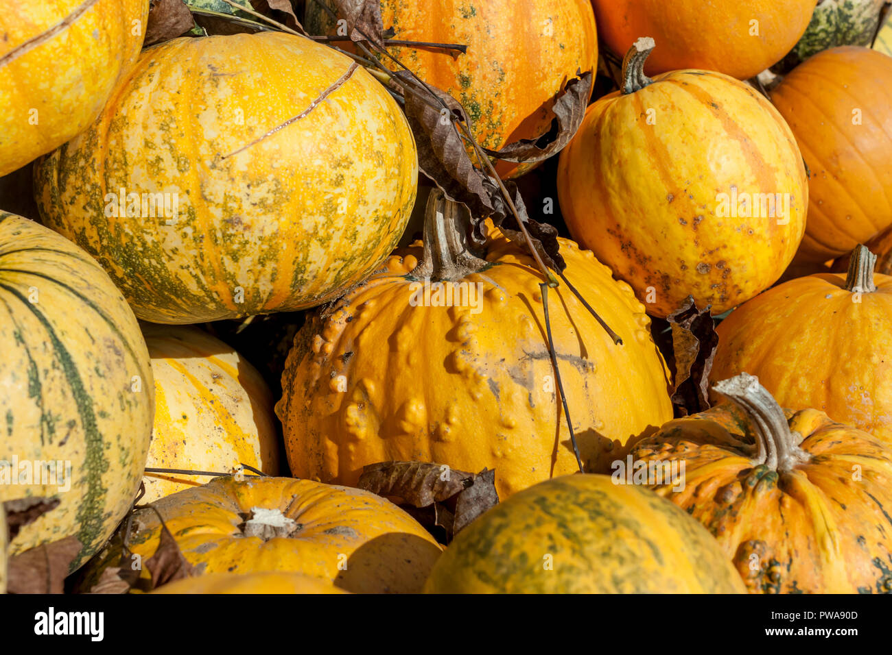 pile of diferent pumpkins in farm garden harvest exposition Stock Photo ...