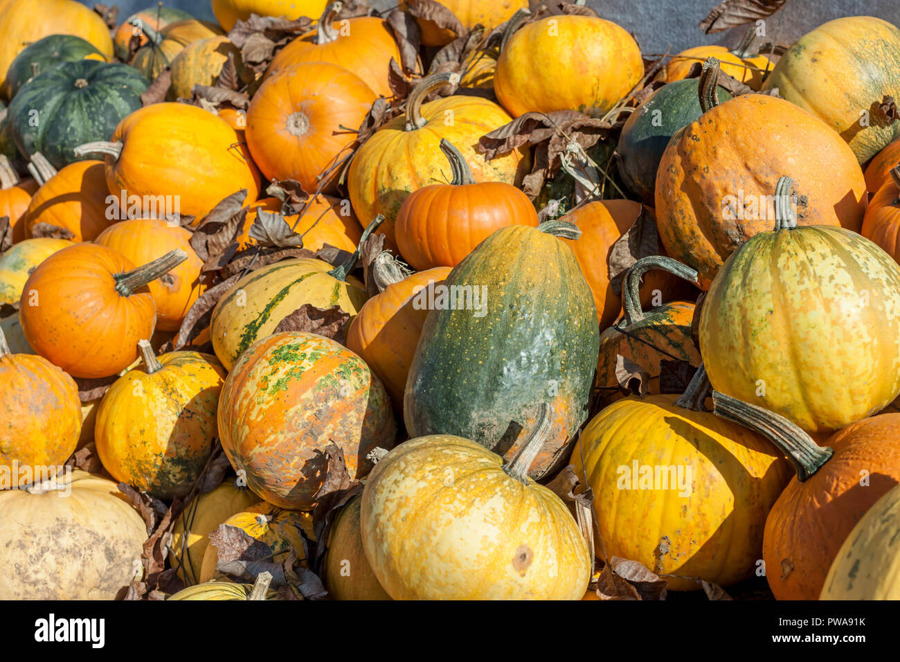 pile of diferent pumpkins in farm garden harvest exposition Stock Photo ...