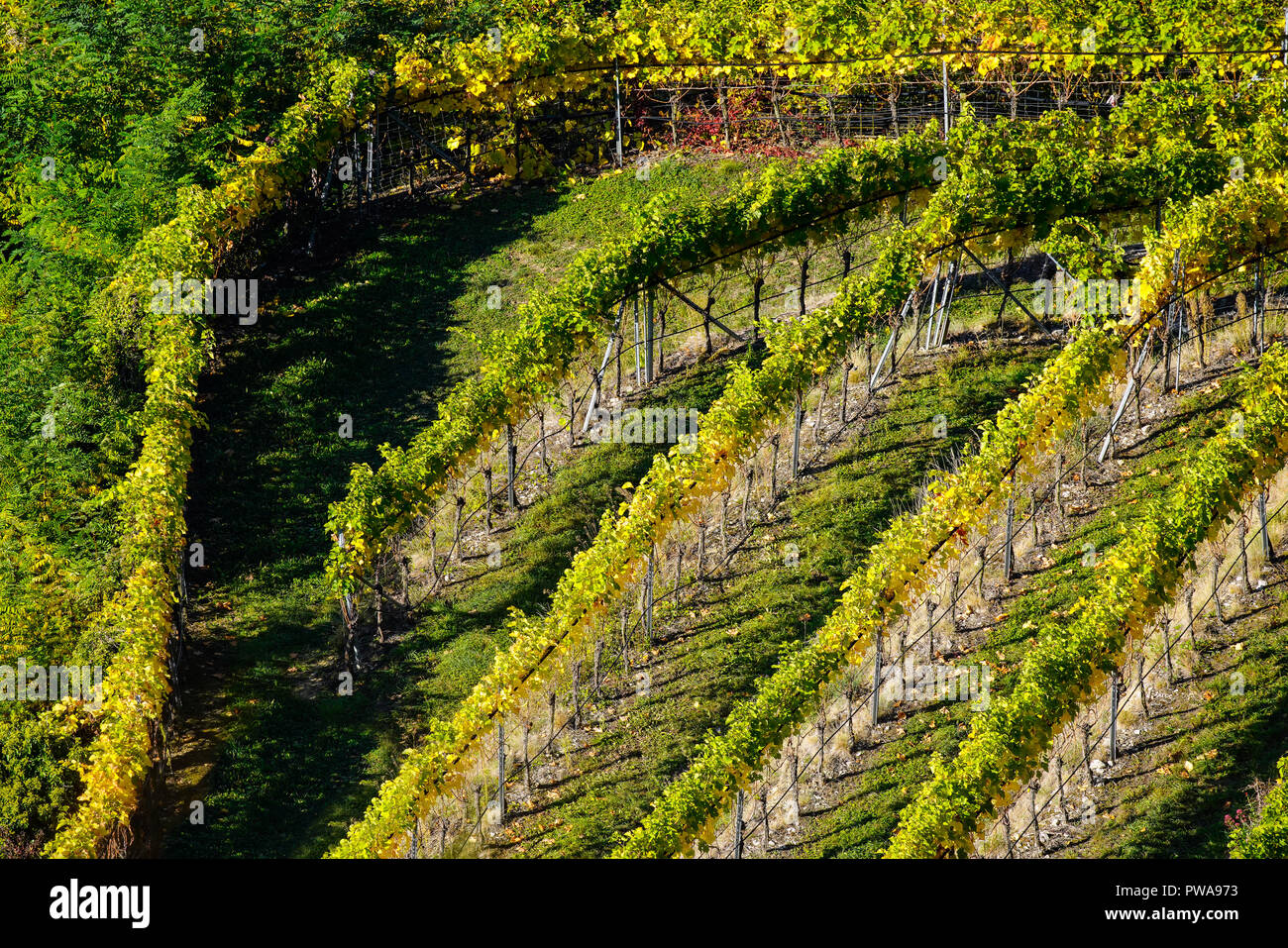 Elevated view over vinyards in Grenzach-Wyhlen, Baden-Württemberg, Germany. Stock Photo