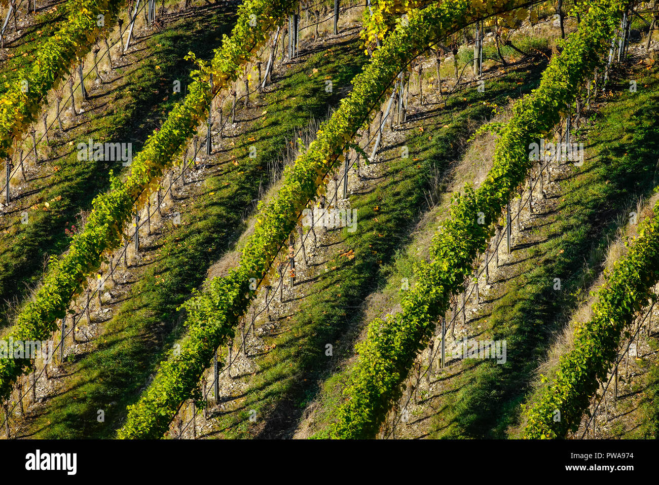 Elevated view over vinyards in Grenzach-Wyhlen, Baden-Württemberg, Germany. Stock Photo