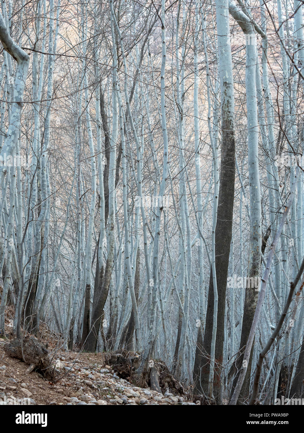 Winter birch forest in Ghalat, Shiraz, Iran Stock Photo