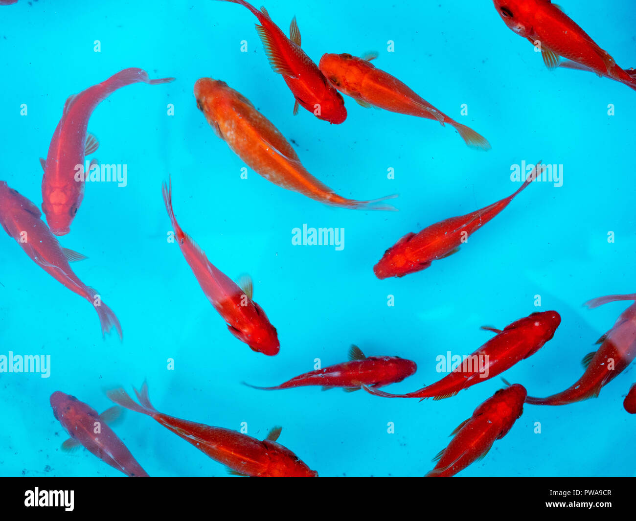 Red goldfish at Nowruz, Iranian New Year Stock Photo