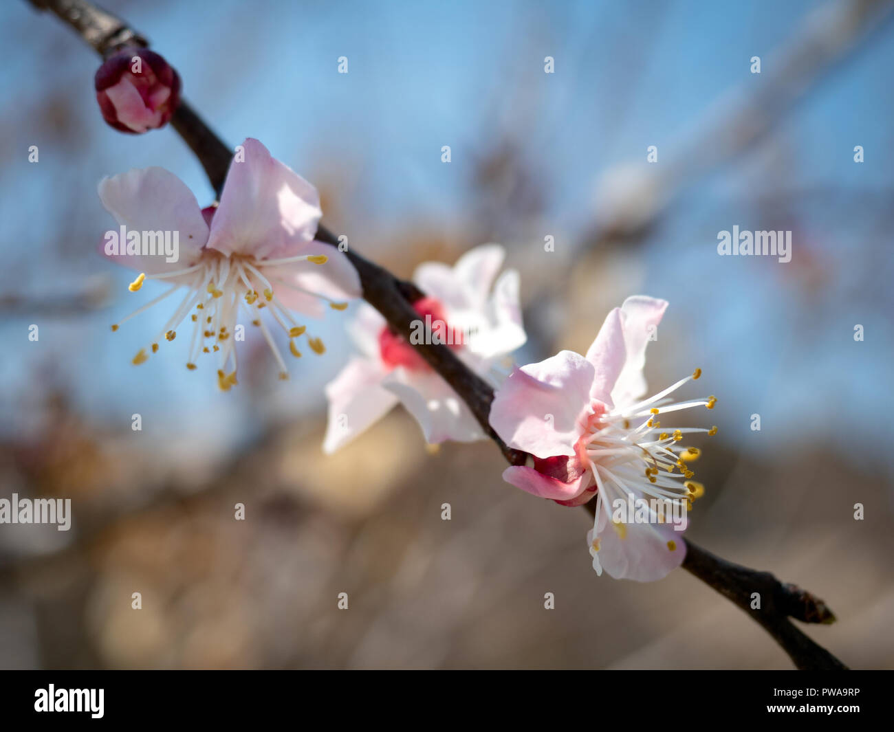 Pink spring flowers in Dolat Abad garden, Yazd, Iran Stock Photo