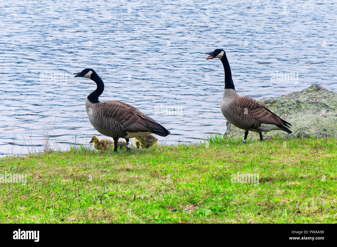 Male geese hi-res stock photography and images - Page 21 - Alamy
