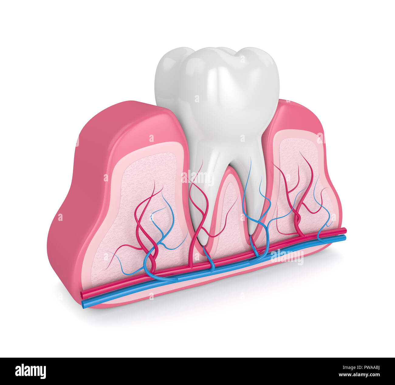 3d render of tooth in gums with nerves and blood vessels over white