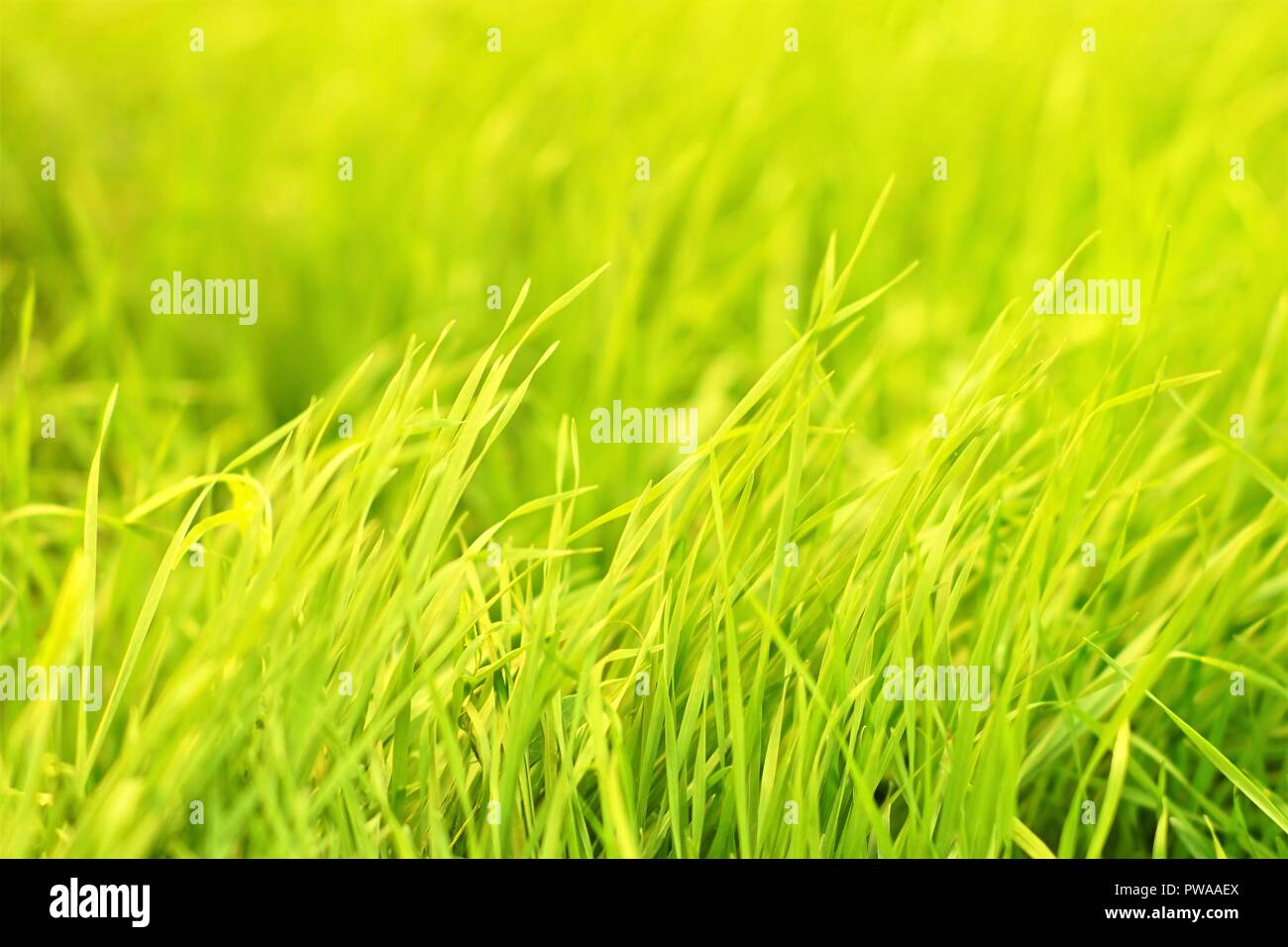 Green grass natural background texture, lawn background Stock Photo