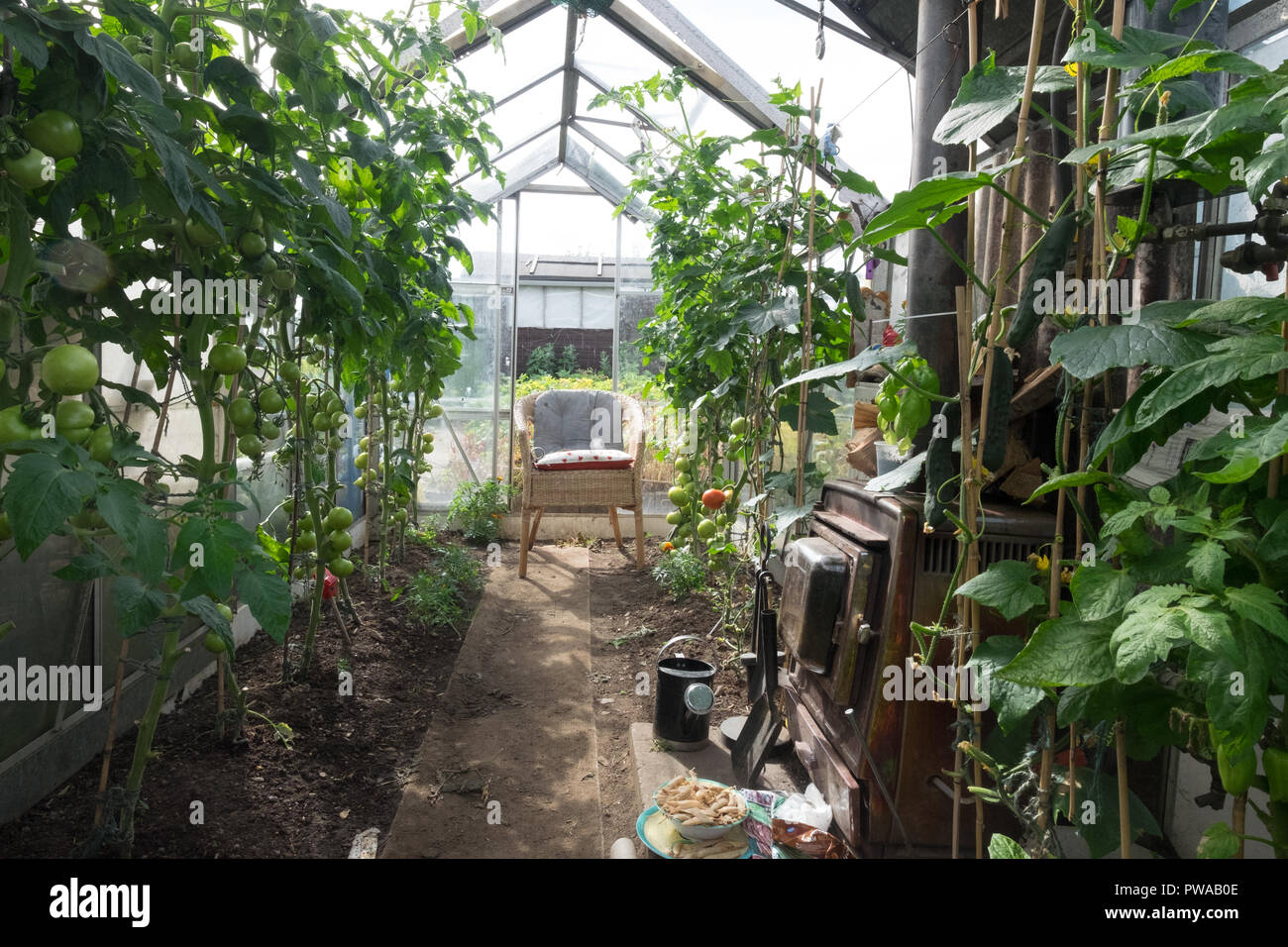 Greenhouse growing tomatoes with comfortable chair and stove Stock