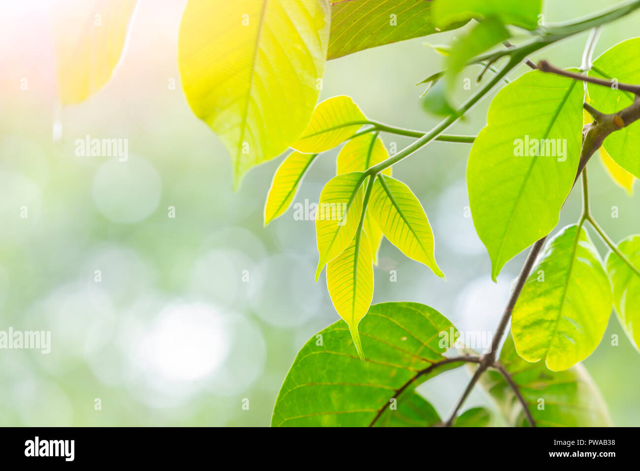 green tree leaves sprout sunny spring blur bokeh nature background Stock Photo