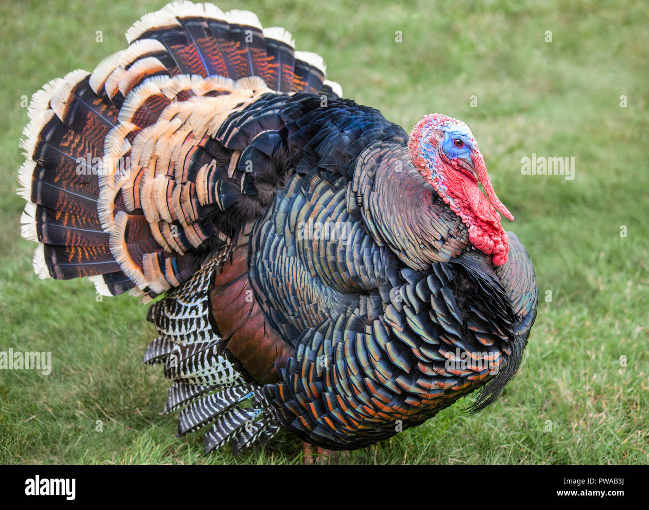 Turkey snood hires stock photography and images Alamy