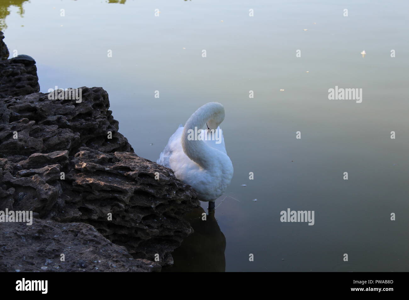 White swan floating in a city pond Stock Photo - Alamy