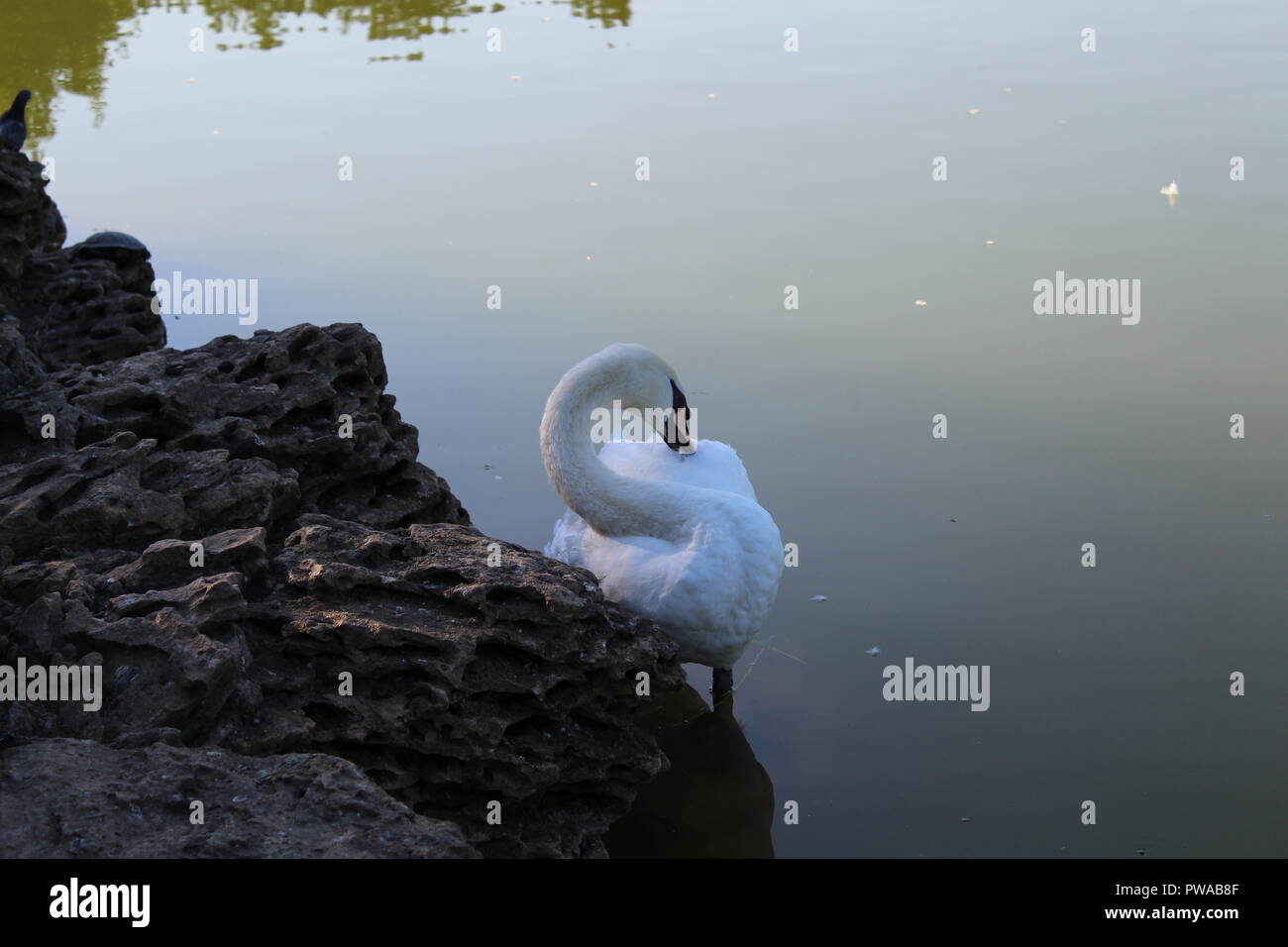 White swan floating in a city pond Stock Photo - Alamy