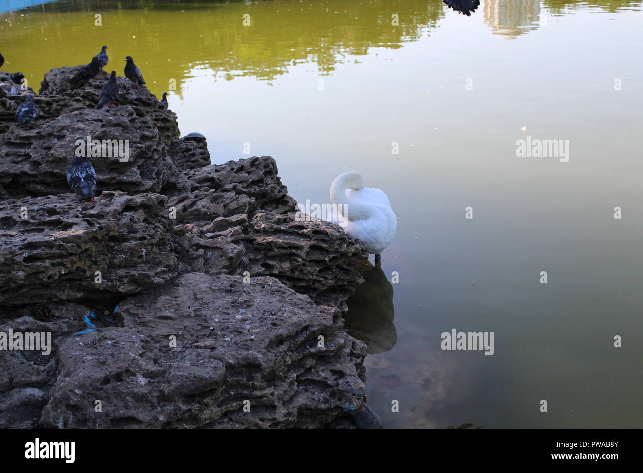 White swan floating in a city pond Stock Photo - Alamy