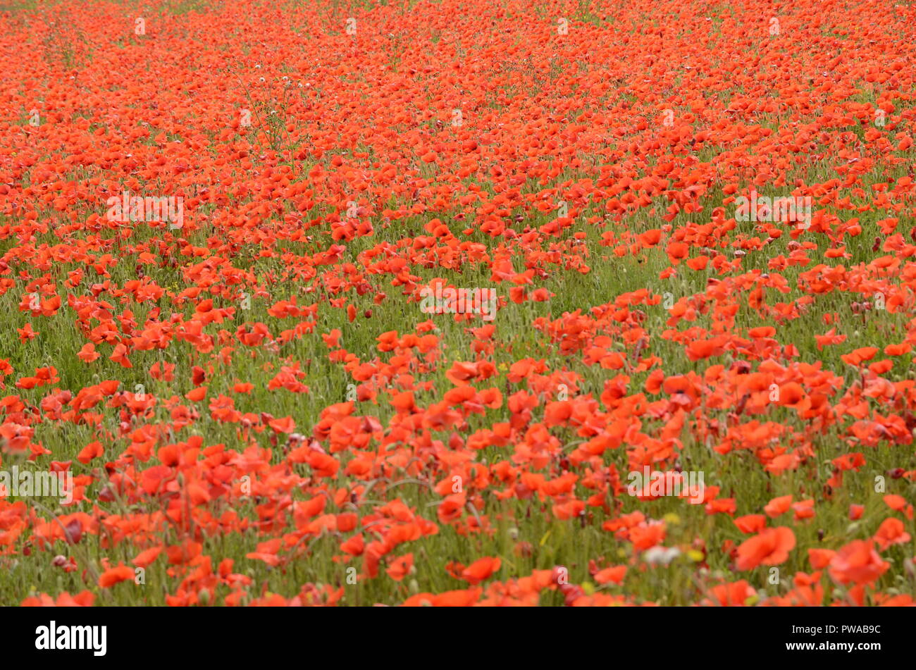 Poppies-A field of red Stock Photo