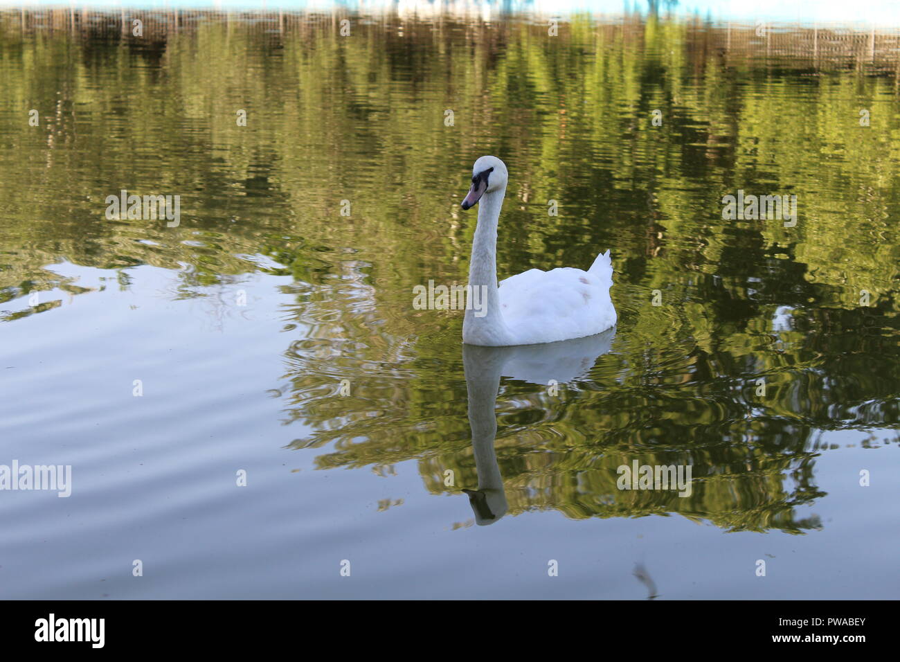White swan floating in a city pond Stock Photo - Alamy