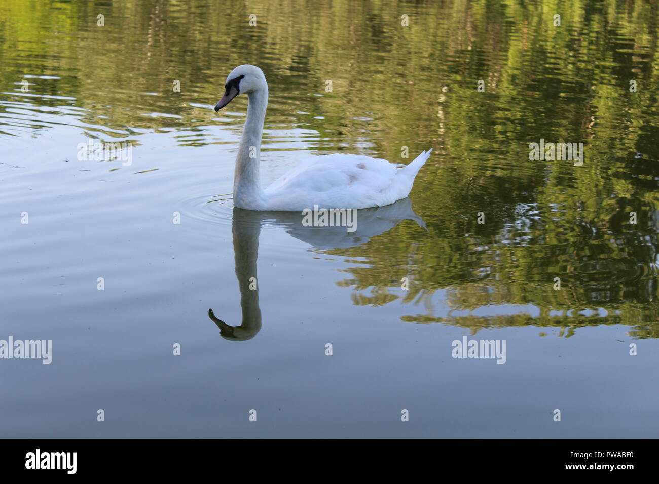 White swan floating in a city pond Stock Photo - Alamy