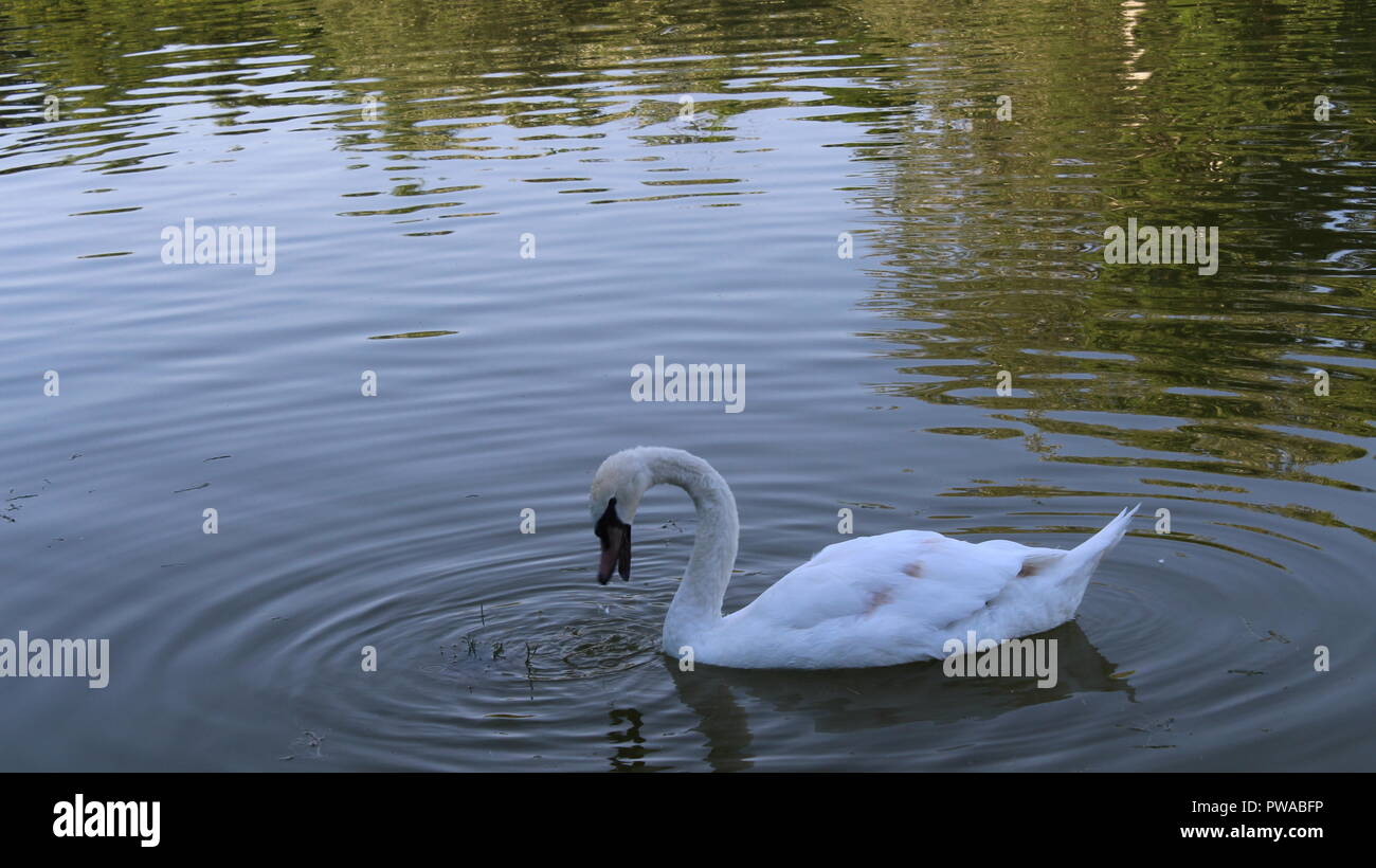 White swan floating in a city pond Stock Photo - Alamy