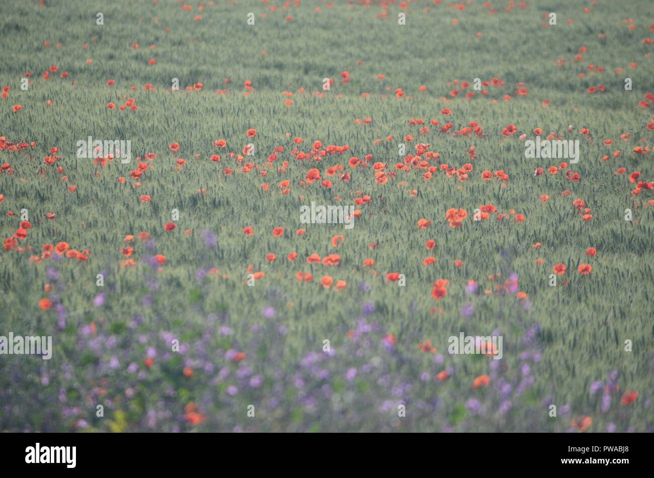 Poppies in field hi-res stock photography and images - Alamy