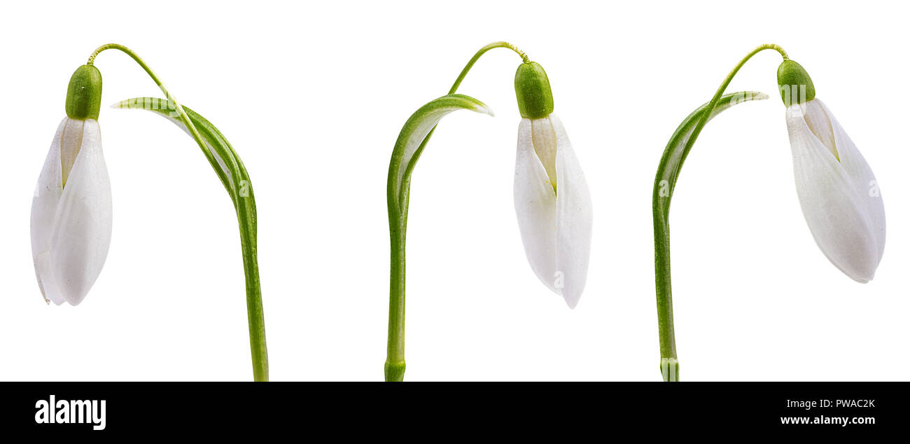 snowdrop isolated on white background Stock Photo