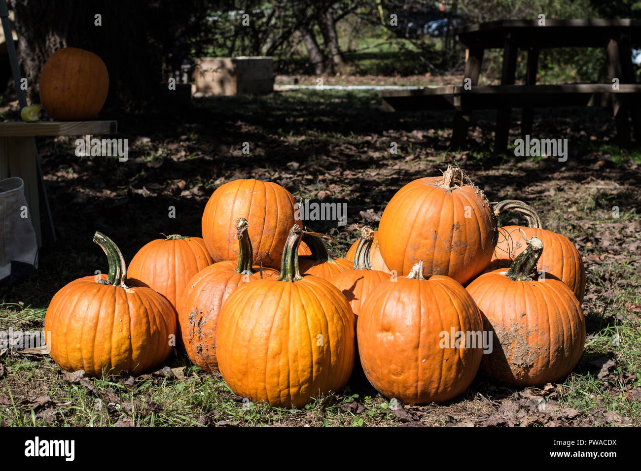 Fall festival pumpkins outside ready for family fun carving Stock Photo