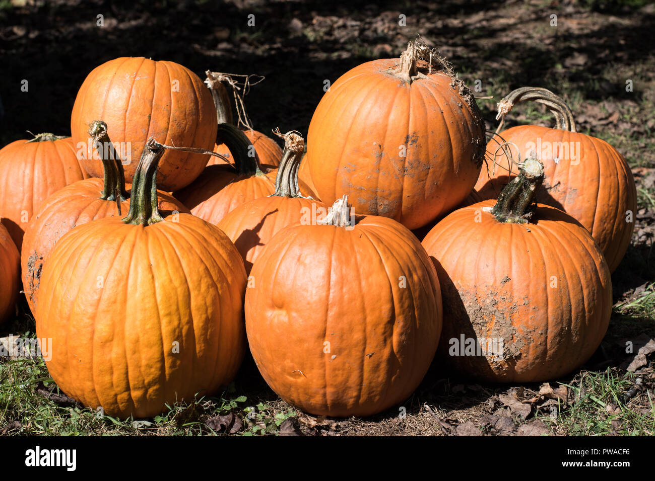 Fall festival pumpkins outside ready for family fun carving Stock Photo