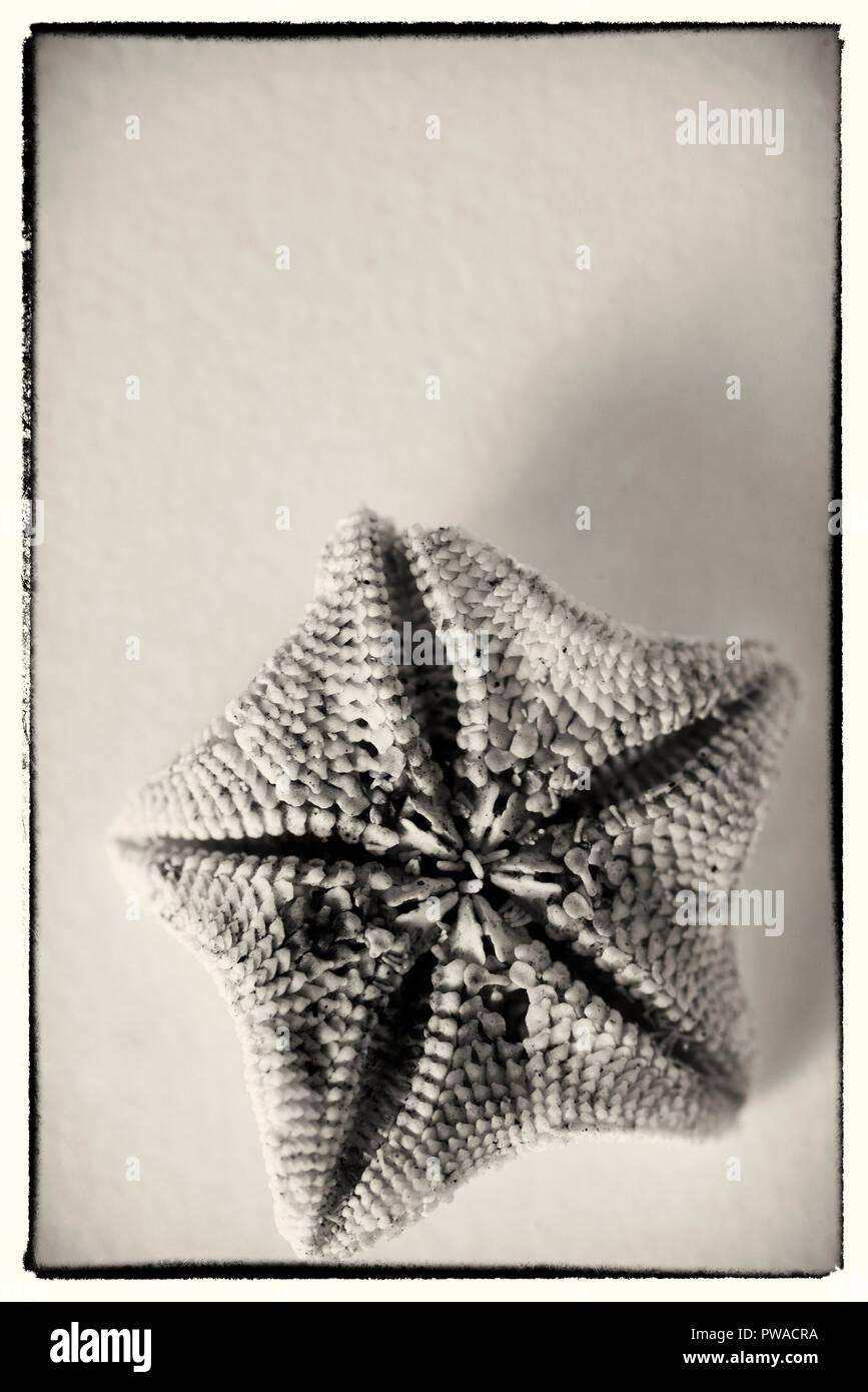 Starfish - upside down - black and white Stock Photo