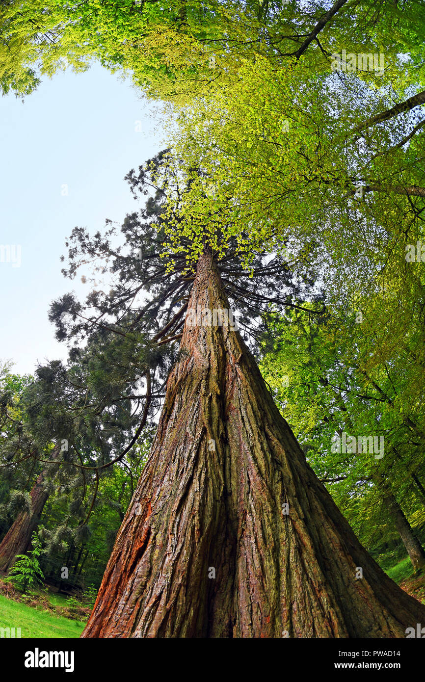 Tallest Tree Stock Photos & Tallest Tree Stock Images Alamy