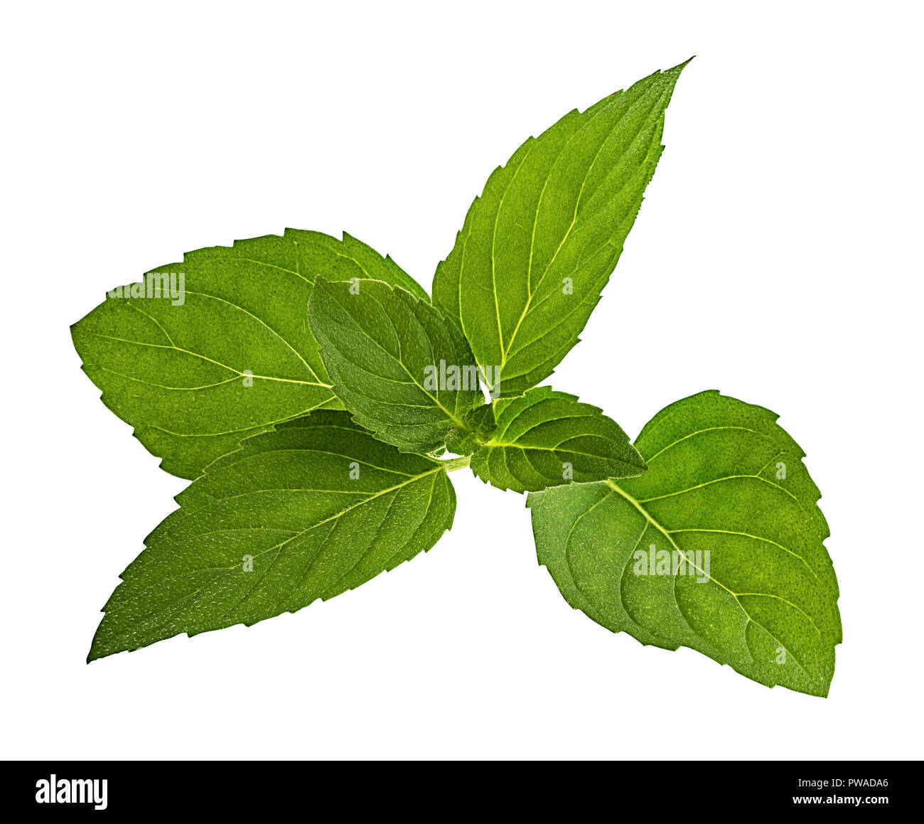 Mint leaf isolated on white background Stock Photo - Alamy
