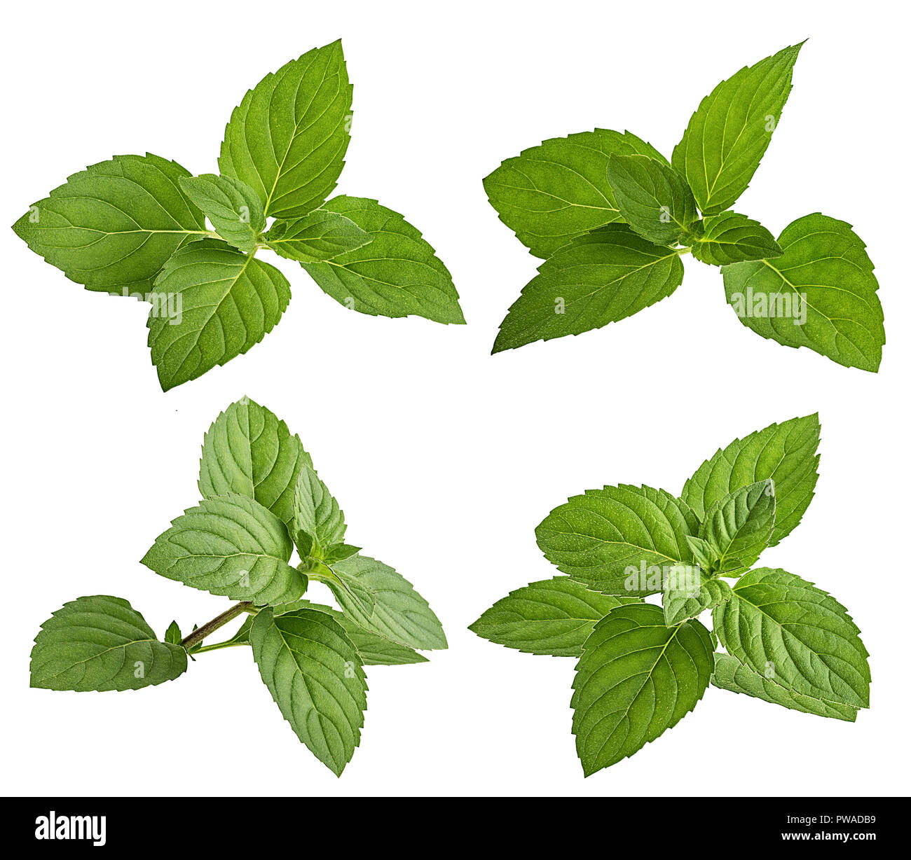 mint-leaf-isolated-on-white-background-stock-photo-alamy