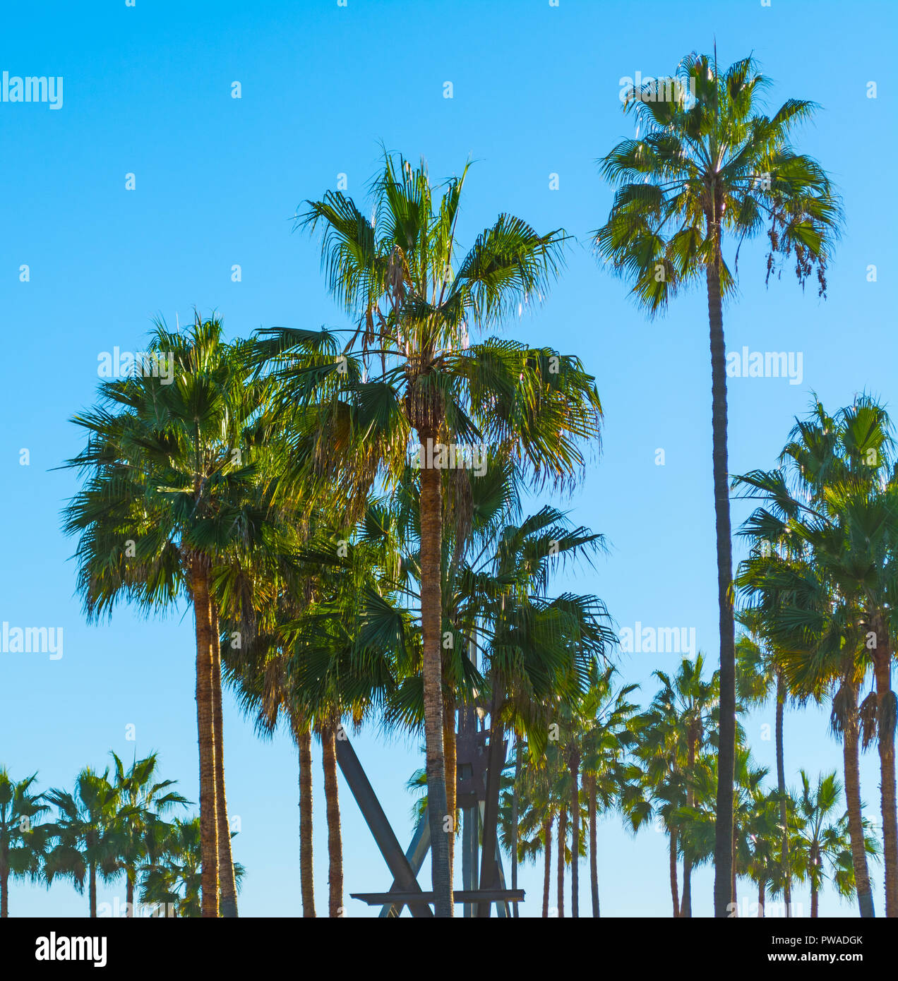 palm trees under a clear sky in Los Angeles, California Stock Photo Alamy