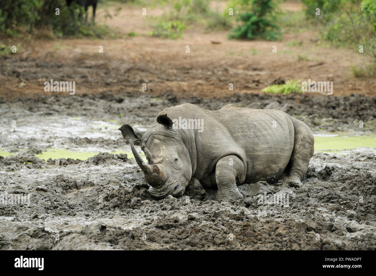 Rhino lying down hi-res stock photography and images - Alamy